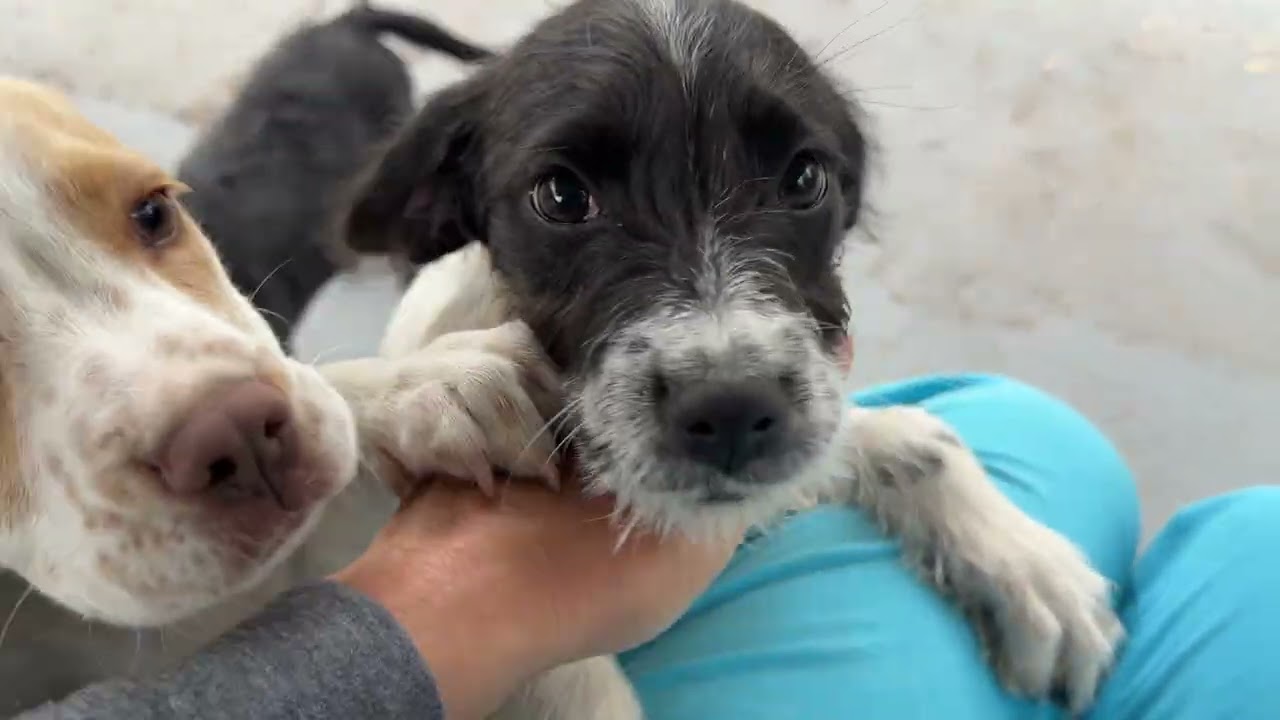 Enlarge Hestia - one and a half eared cutie, an adopted mixed breed in Dublin, OH video 3/3