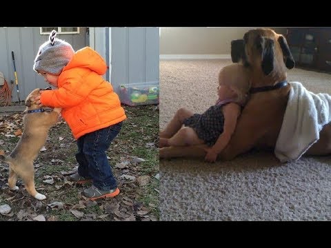 If You Don’t Think Your Kids Need A Dog After Seeing These Pics, You Must Be A Cat Video