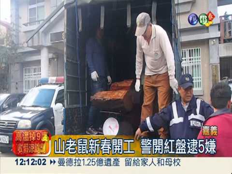 假登山真盜伐 山老鼠竊牛樟遭逮