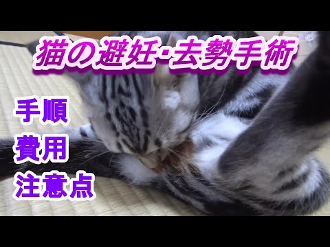 犬・猫の手術の主な注意点