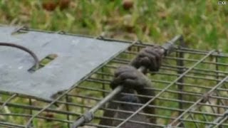 Finally, living proof of a real &#39;Chupacabra&#39;?