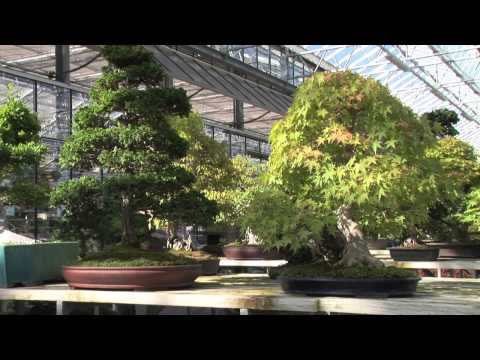 Video: Bonsaipflege und Gestaltung | Zulauf Gartencenter