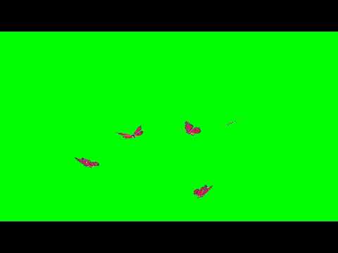 Футаж Бабочки хромакей