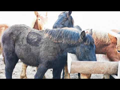 Mânji cu pedigree de 8, 9 luni - 0744782178 Herghelia Fitero