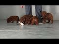 Miniature Poodle dogs for sale: BUSTER - Video 1