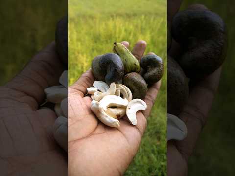 Who loves this fruit? | Cashew nut 🤤 #cashew #pickle #shorts