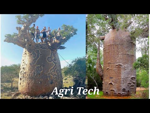 How to Grow a Baobab Tree - God's Tree - The mother of the forest