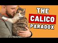 If Your Calico Cat Has a Lot of White, It Means...