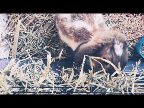 Ludde äter hö! 🐇❤