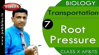 Root Pressure : Transportation | Biology | Science |  Class 10