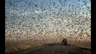 Prophecy Alert: “Apocalyptic Hail, Locust In Egypt, 3rd Temple” End Of The World
