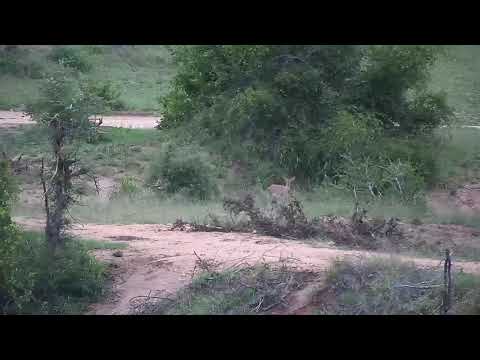 Djuma: Common Grey Duiker male - 05:00 - 12/03/20