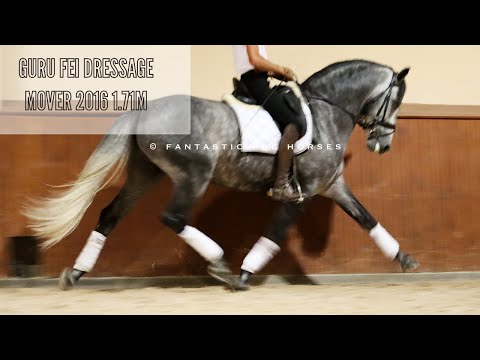 GURU - TOP DRESSAGE MOVER 3RD LEVEL - SHOW EXPERIENCED PIROFREE - FEI POTENTIAL