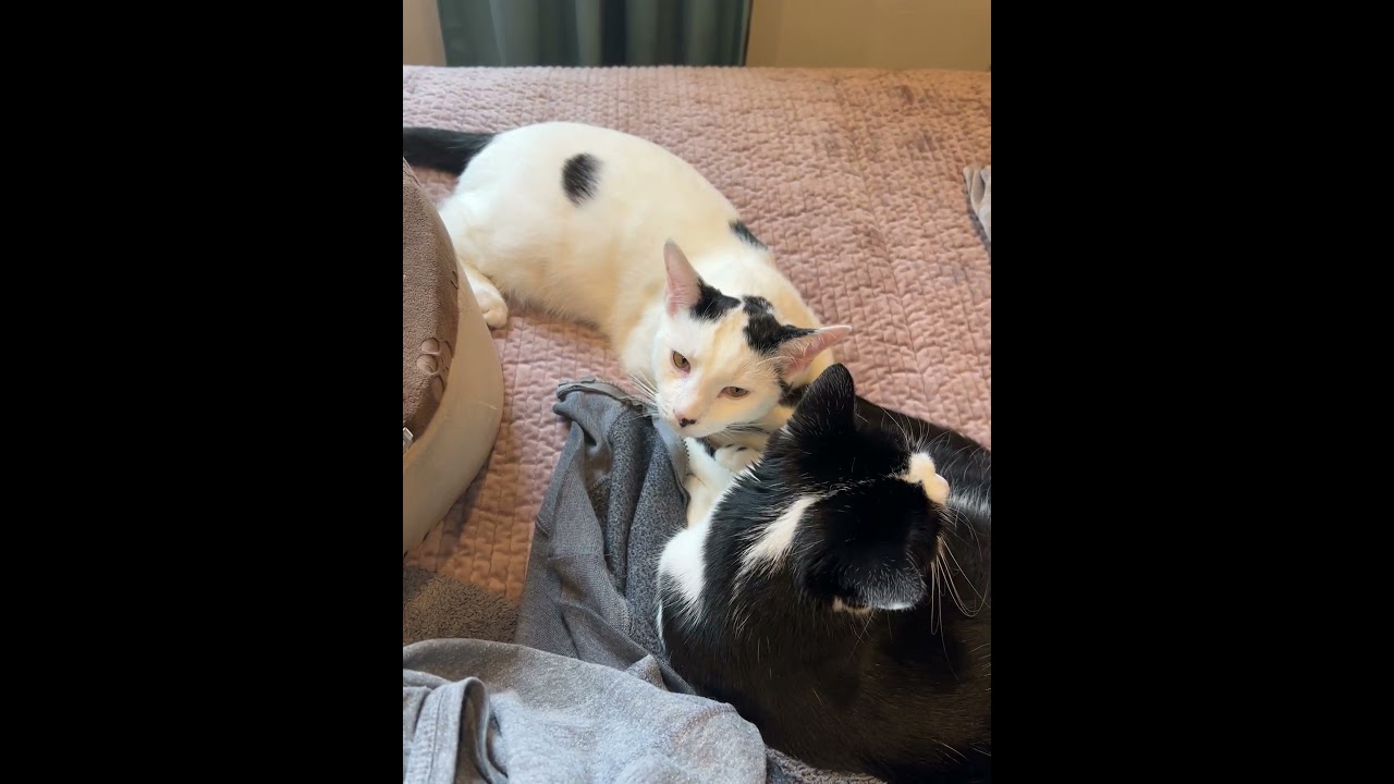 Enlarge Essie and Enzo, a Adoptable Domestic Short Hair in Fairfax, VA video 6/6
