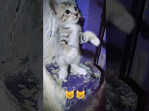 #cat #funny #funnyvideo #trending #shortvideo #shortvideo #cute #animals #hindi #youtubeshorts #cats