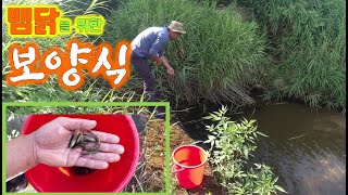 뱀닭을 위한 보양식(nourishing food for snake-eating chickens)