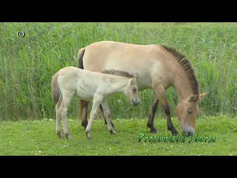 , title : 'Przewalski's Horse - Equus ferus przewalskii'