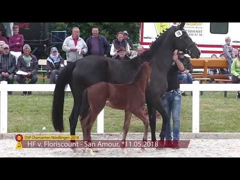 KN 38: HF von Floriscount - San Amour I