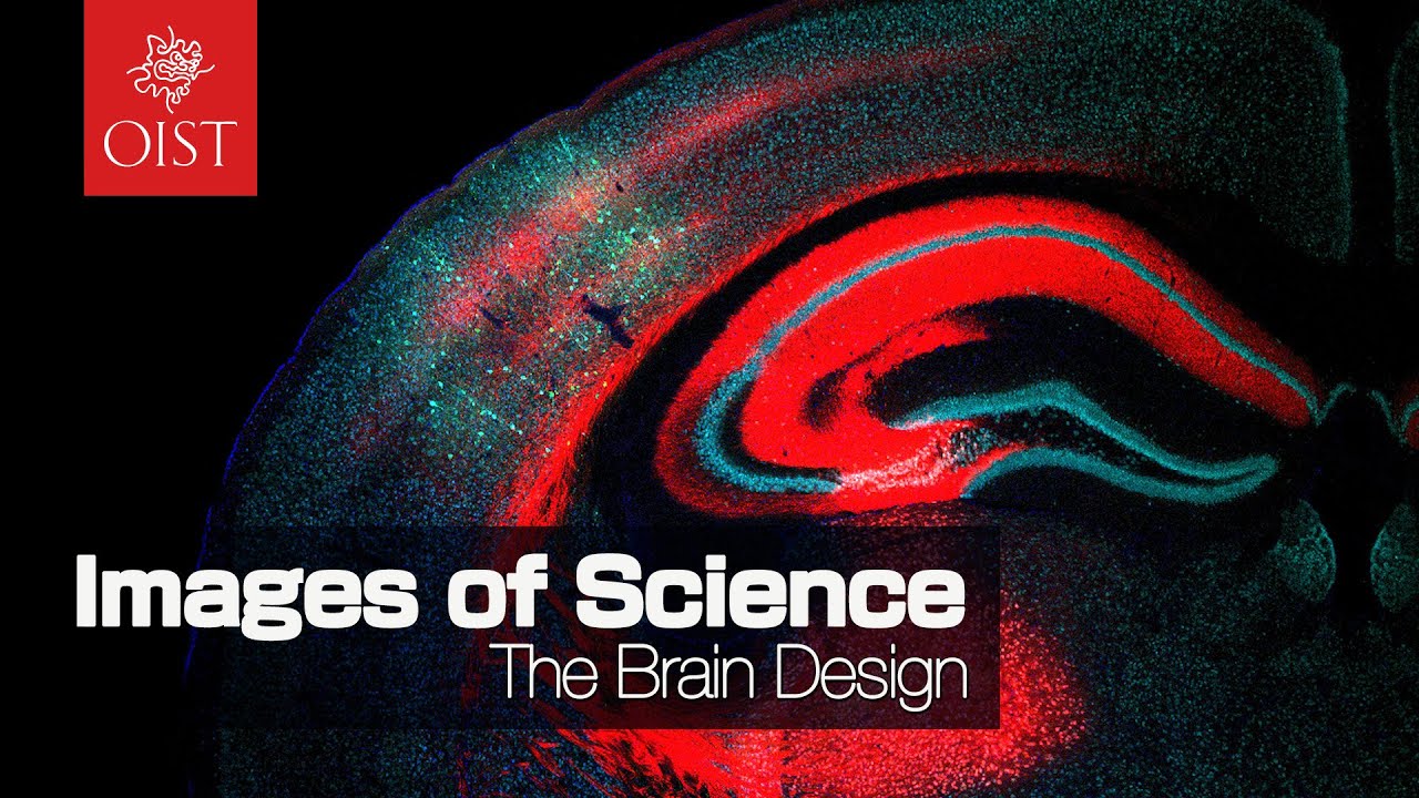 The Brain Design: Images of Science