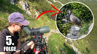 Einer der seltensten Brutvögel Deutschlands! - Vogel-Alpenabenteuer Tag 5