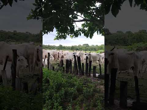 ilha do bananal retiro Santa Teresa Tocantins #inscreva