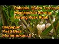 Rahasia Cara Tercepat Menemukan Sarang Ruak Ruak