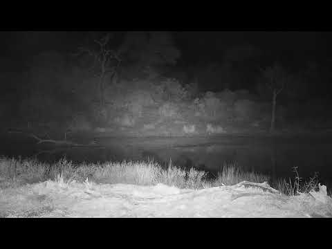 Djuma Private Game Reserve Live Stream