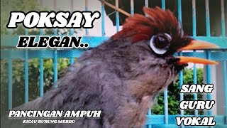 Download lagu Suara Kicau Poksay Mandarin Sang Guru Vokal, Suara Pancingan Paling Elegan & Gacor mp3