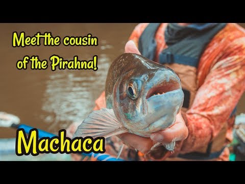download lagu mp3 mp4 Machaca Fish, download lagu Machaca Fish gratis, unduh video klip Machaca Fish
