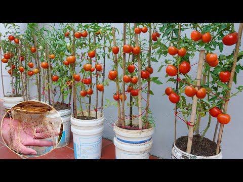 Wish I knew this method of growing tomatoes sooner Many large and succulent fruits