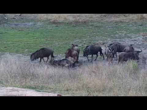 Djuma: Wildebeests - 17:34 - 09/13/20