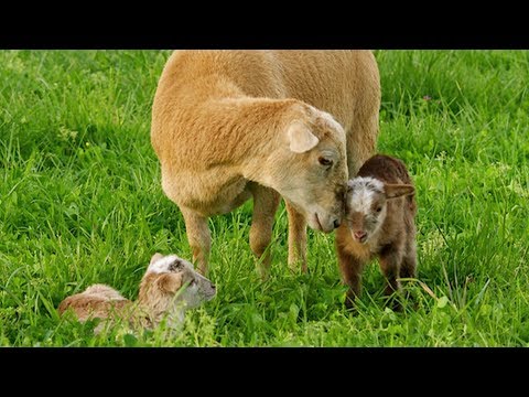 , title : 'Katahdin Hair Sheep | Easy Care Lamb'