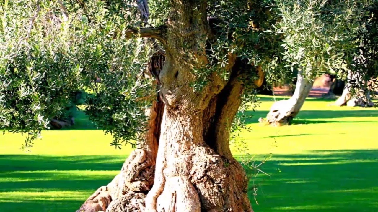 Video Tenuta Monacelli & Masseria Giampaolo