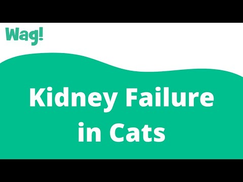 Kidney Failure in Cats | Wag!