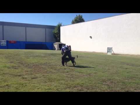 Maya v. Danubius - long bite w/Joeri  Veth