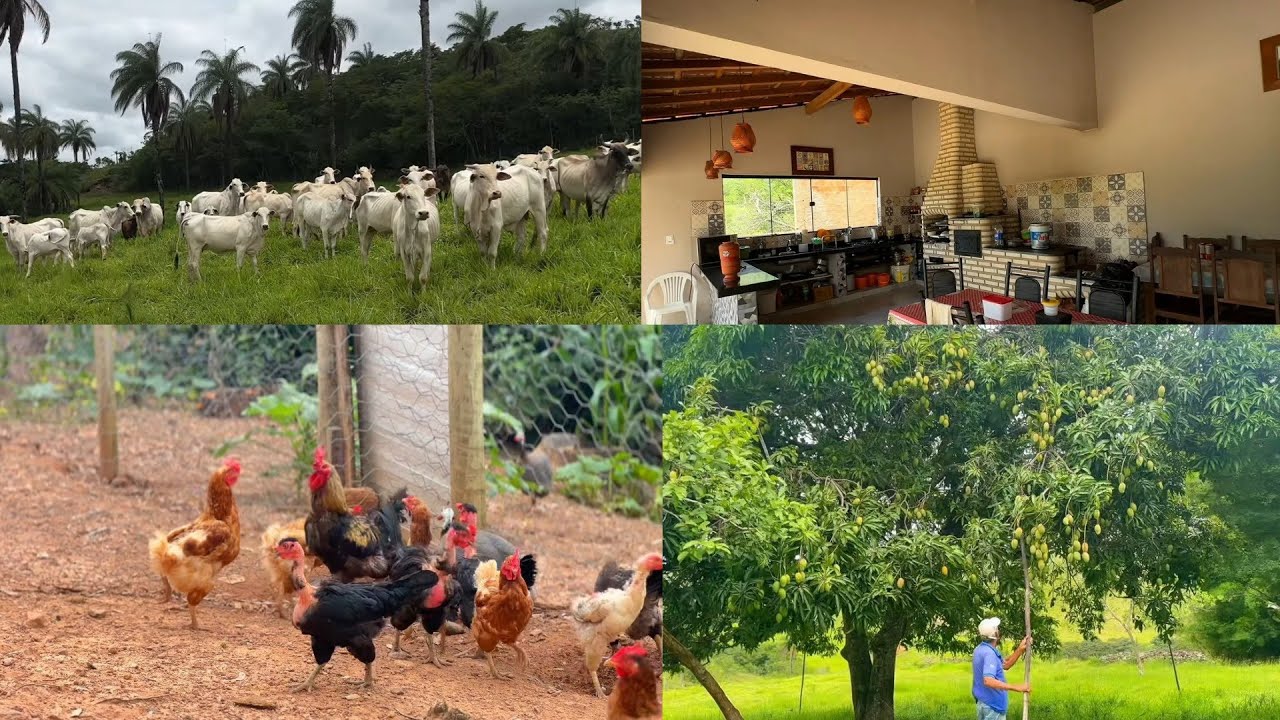 VENDE-SE fazenda de porteira fechada com ótimo preço barato em Minas Gerais