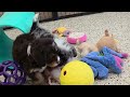Mini Bernedoodle dogs for sale: Paisley - Video 1