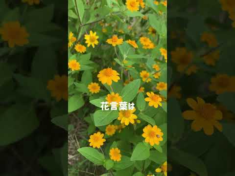 春の始まり: 自然が花開く時期はいつですか?