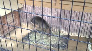 Patagonian mara  マーラ