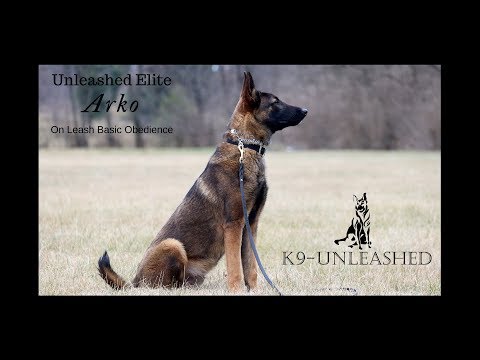 Arko on Leash Obedience, K9 Unleashed, Personal Protection Dog for sale