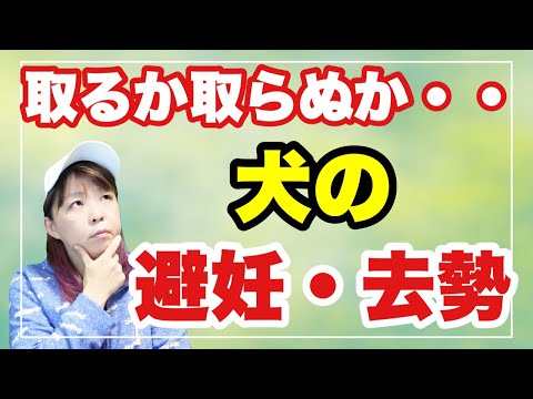 去勢手術後どれくらいで犬は落ち着いてきますか?