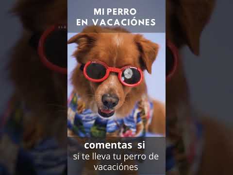 Videos De Risa De Animales 2023 -Perros y Gatos Chistosos - Videos De Animales Graciosos #2  #shorts