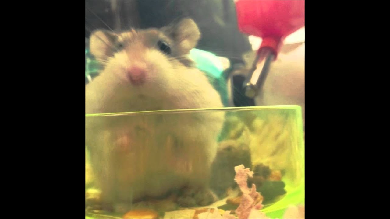 Orda Korea CM OST - Music by STUDIO CHEESE