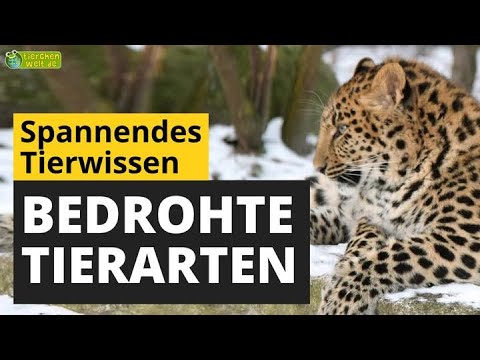 Bedrohte Tierarten  - Tier-Doku für Kinder