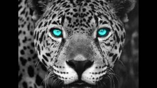 The Bumblebeez - Dr. Love (Crookers remix).