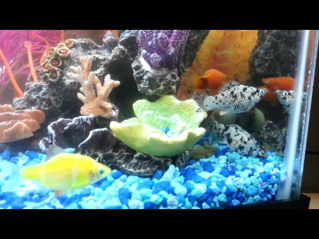 Green tropical fish with molly and mickey mouse