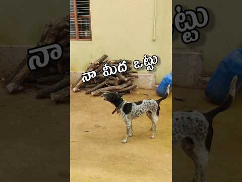 Deepa Raghu/dogs fun 🤣