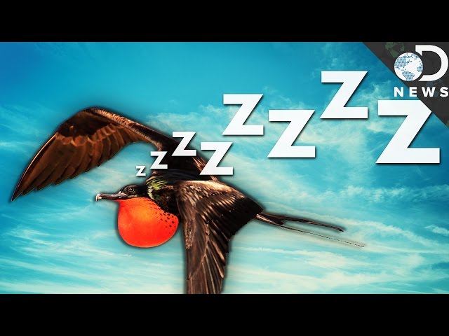 Video de pronunciación de frigate bird en Inglés