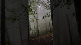 Enjoy the sounds of birds and forest #birds#birdsounds#forest#cow#enjoy