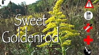 Sweet Goldenrod: Edible, Medicinal, Cautions &amp; Other Uses